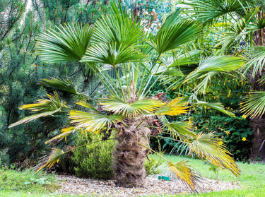 10 WAGNER WINDMILL PALM Dwarf Chusa Trachycarpus Fortunei Wagnerianus Tree Houseplant Seeds